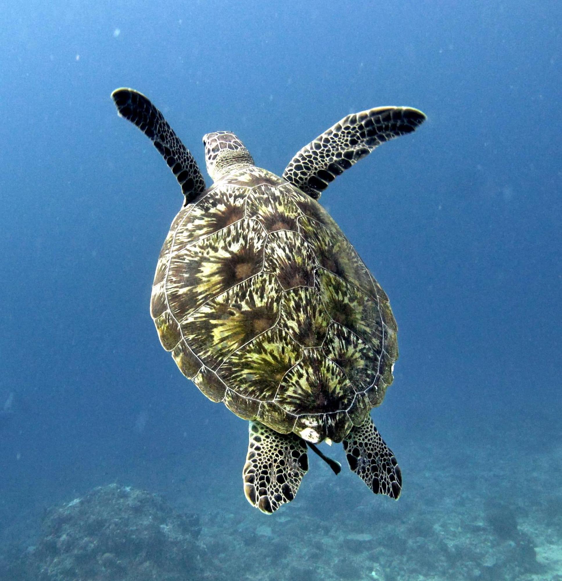 Manta Dive Gili Trawangan Resort Екстериор снимка